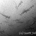 shark_hammerhead_scalloped_dar_h_0121_ecu0891.jpg
